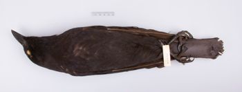 Media type: image;   Ornithology 201904